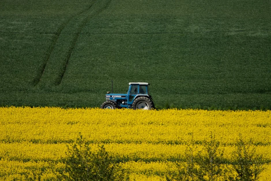 A blue tractor working through a yellow canola field