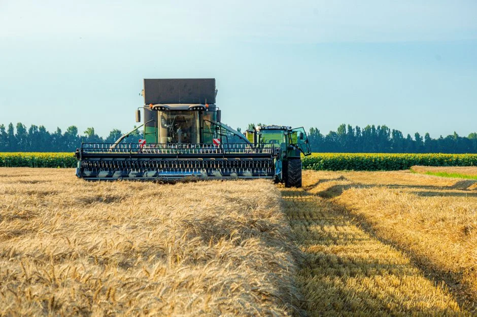 A combine harvester working in a wheat field