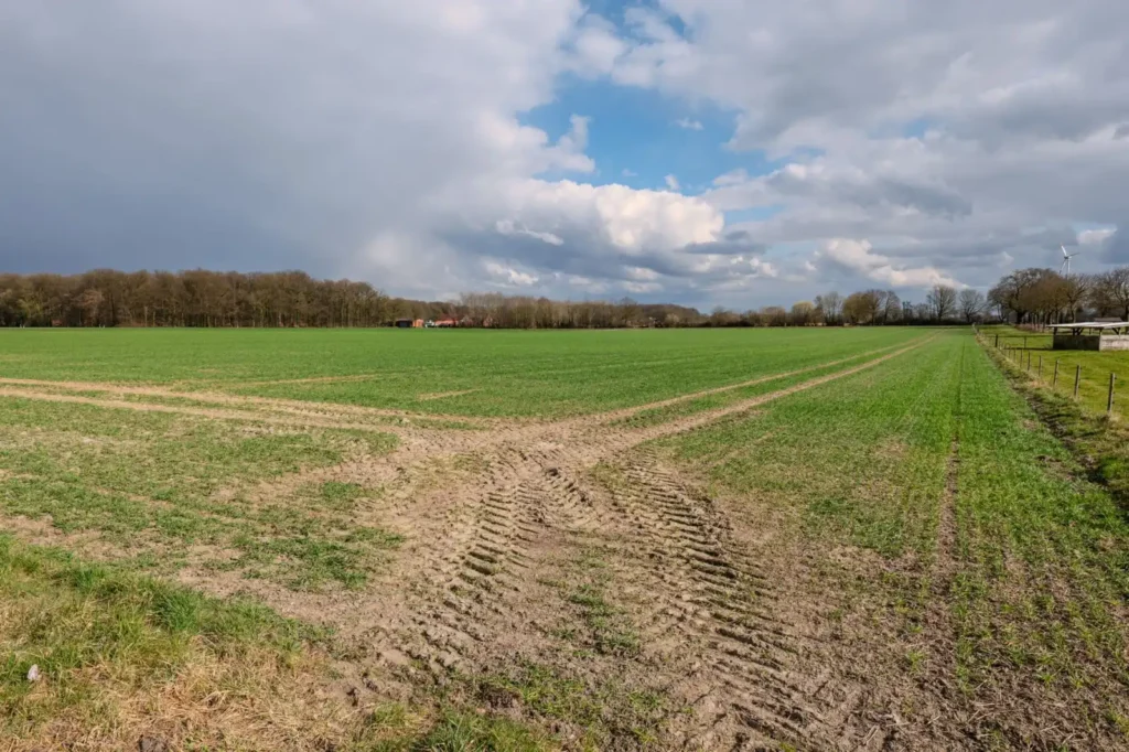 Farm field with green crops and tractor tire tracks under a dramatic sky
