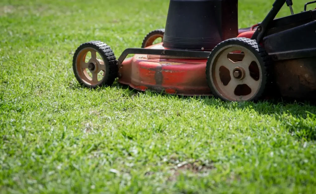 Close-up of a lawn mower cutting fresh green grass on a sunny day