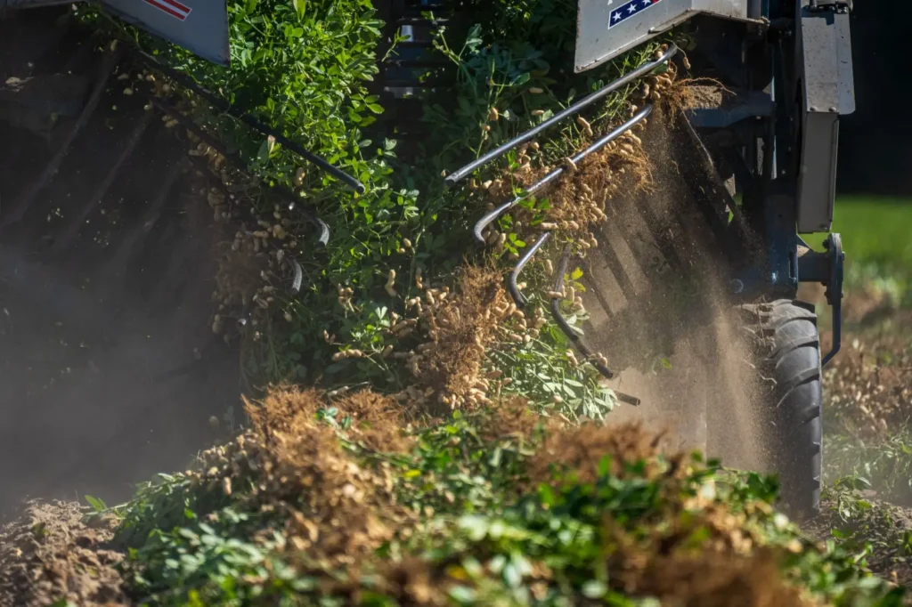 Trelleborg Tires: Who Owns Them, What They Make and Sizes We List A close-up view of a tractor harvesting peanuts in a field, showcasing agricultural machinery in action.