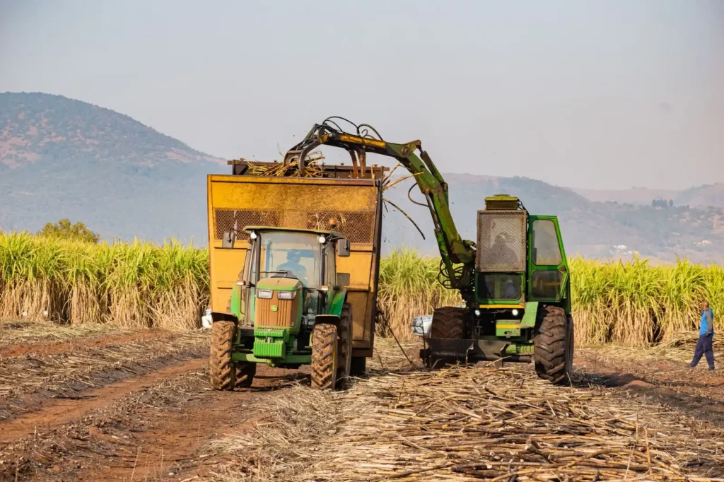 Machinery harvesting sugarcane in a field on a sunny day